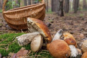 Alojamiento rural en Alfafara-buscar setas